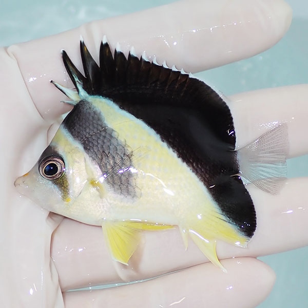 【現物2】粒エサOK バーゲスバタフライ 6.5cm±! 海水魚 チョウチョウウオ 15時までのご注文で当日発送(t114(t207