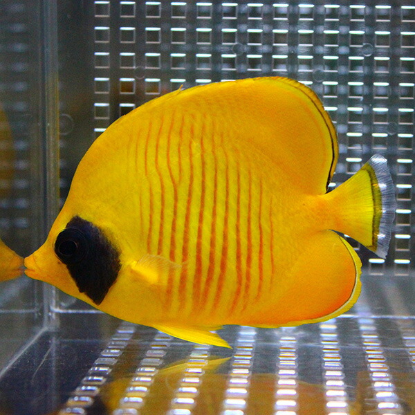 ゴールデンバタフライ 5-7cm±! 海水魚 チョウチョウウオ 15時までのご注文で当日発送(t114