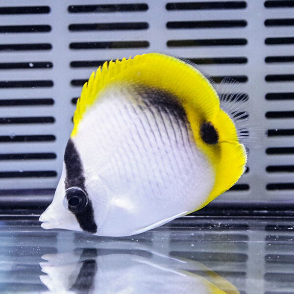 ニセフウライ 5-7cm±! 海水魚 チョウチョウウオ 15時までのご注文で当日発送(t114