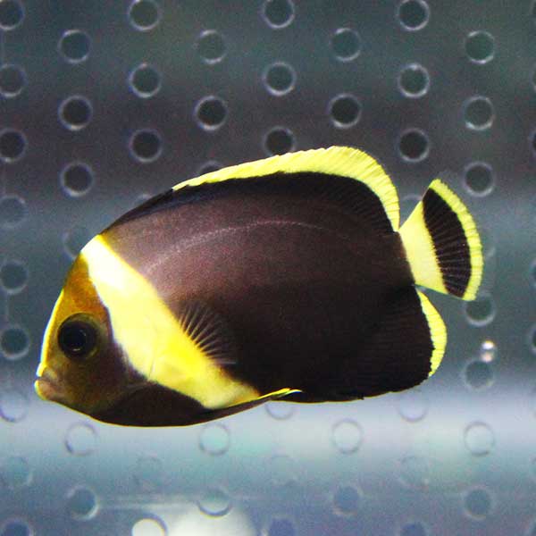 キヘリキンチャクダイ 幼魚  5-7cm±!  海水魚 ヤッコ 15時までのご注文で当日発送(t111