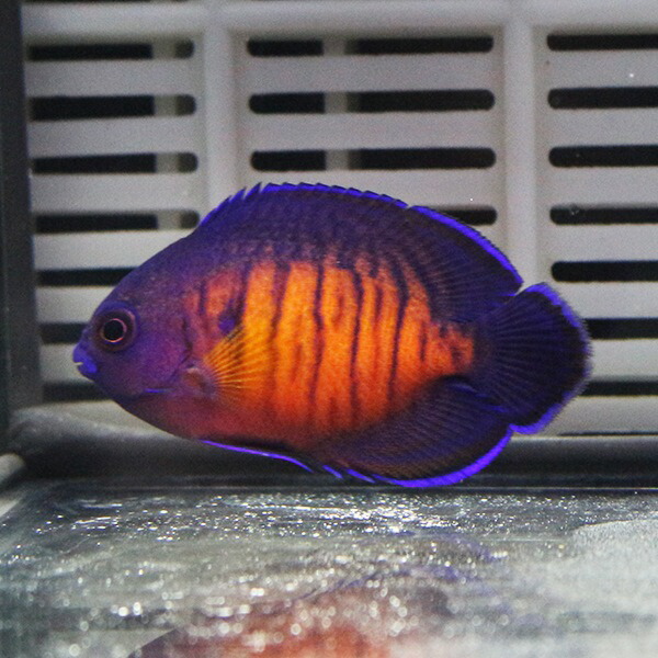 ルリヤッコ 4-6cm± ! 海水魚 ヤッコ 15時までのご注文で当日発送(t111