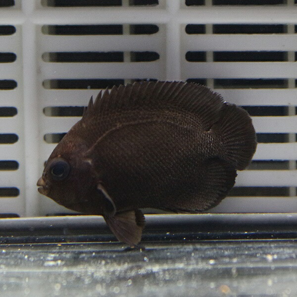 オハグロヤッコ 4-6cm! 海水魚 ヤッコ!15時までのご注文で当日発送(t111