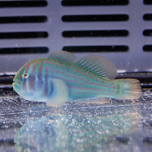 ベニサシコバンハゼ 2-3cm± 海水魚 ハゼ! 餌付け 15時までのご注文で当日発送(t121