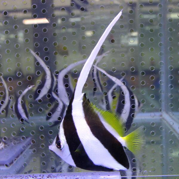 ハタタテダイ  8-10cm±!※多少のヒレ欠けがあります !15時までのご注文で当日発送海水魚 チョウチョウウオ(t114