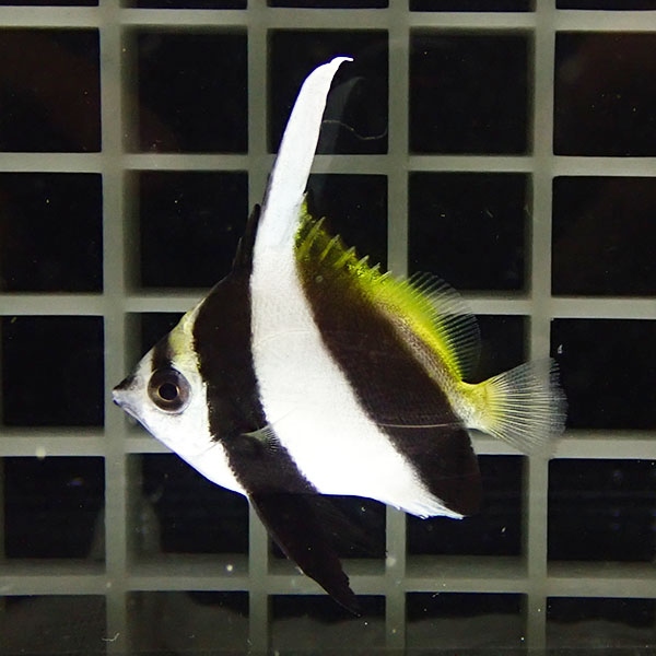 ハタタテダイ【3匹】3-5cm±!※多少のヒレ欠けがあります 餌付け15時までのご注文で当日発送海水魚(t114