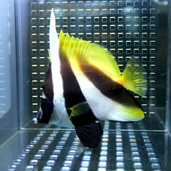 オニハタタテダイ 5-7cm±! 海水魚 チョウチョウウオ !15時までのご注文で当日発送(t114