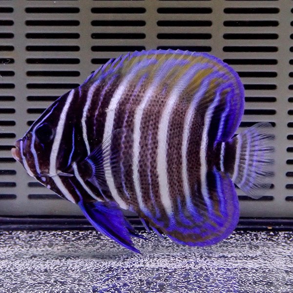 ロクセンヤッコ 6-8cm± !15時までのご注文で当日発送海水魚 ヤッコ(t111