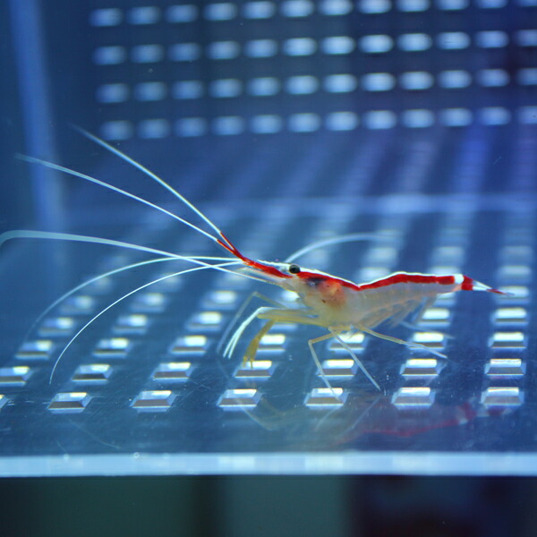 スカンクシュリンプ Sサイズ 【1匹】!  海水魚 エビ 餌付け 【PHセール対象】(t129