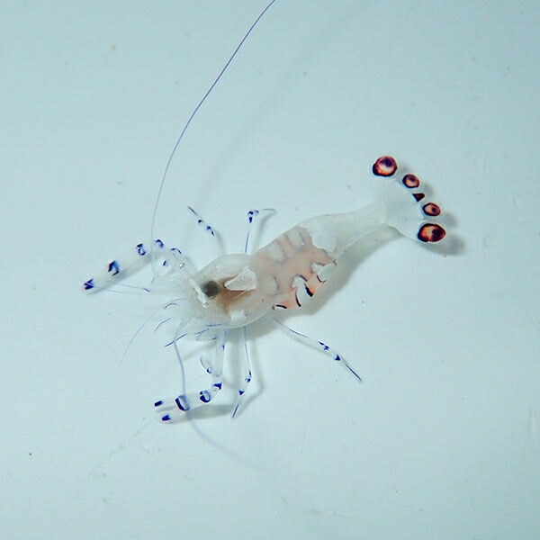 ★イソギンチャクエビ ★ !  海水魚 エビ !【15時までのご注文で当日発送】(t129