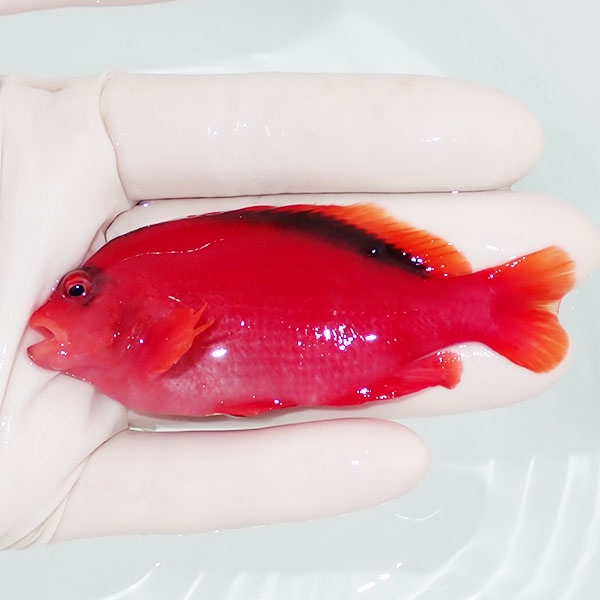 【現物1】小笠原産ベニゴンベ 8.5cm±! 海水魚 ゴンベ 餌付け 15時までのご注文で当日発送(t125