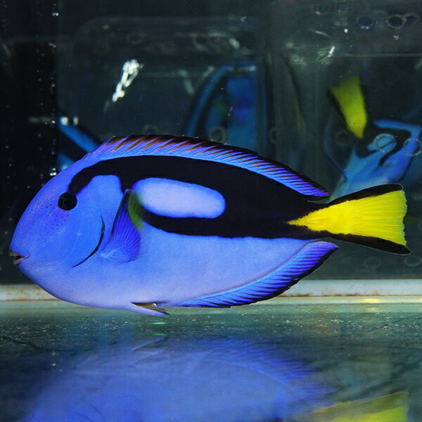 ナンヨウハギ L 9-11cm±!  海水魚 ハギ 15時までのご注文で当日発送(t119