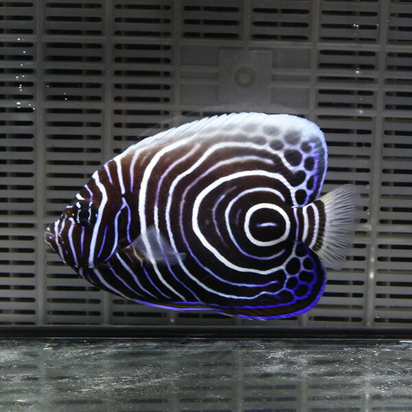 ウズマキ Mサイズ 6-8cm±! 海水魚 ヤッコ 餌付け!15時までのご注文で当日発送(t111