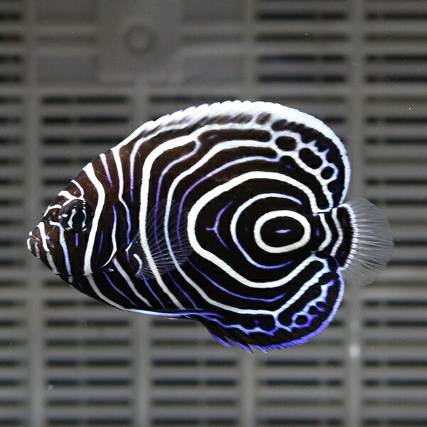 ウズマキ Sサイズ 4.5-6cm±! 海水魚 ヤッコ 餌付け!15時までのご注文で当日発送(t111