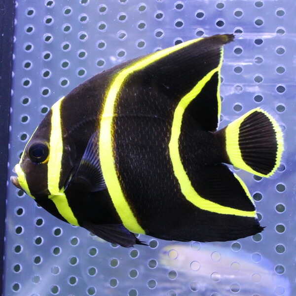 フレンチエンゼル 4-6cm± 人工餌付け!15時までのご注文で当日発送海水魚 ヤッコ(t111