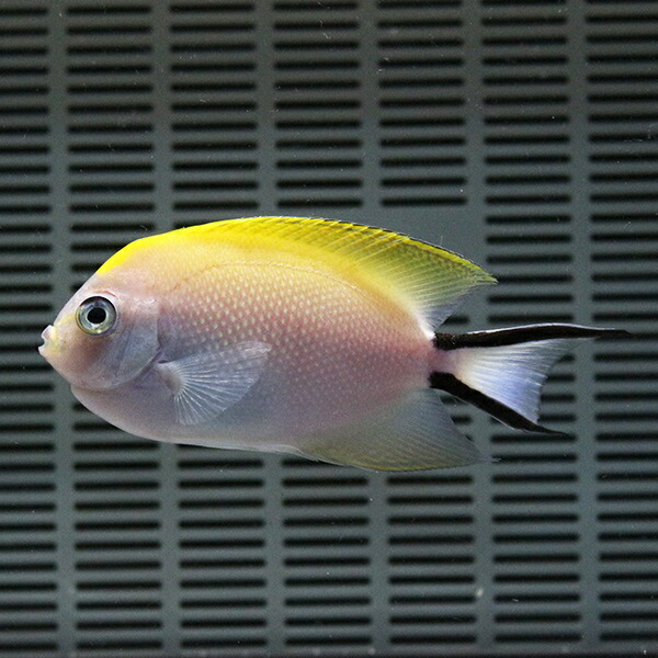 ヤイトヤッコ♀ 大きめ 9-11cm± !【15時までのご注文で当日発送】海水魚 ヤッコ