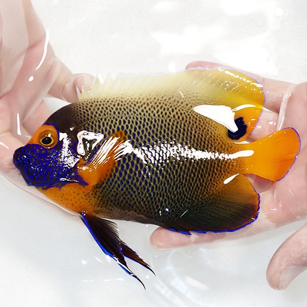 【現物5】 アデヤッコ 成魚 17cm±! 海水魚 ヤッコ(t111(t207
