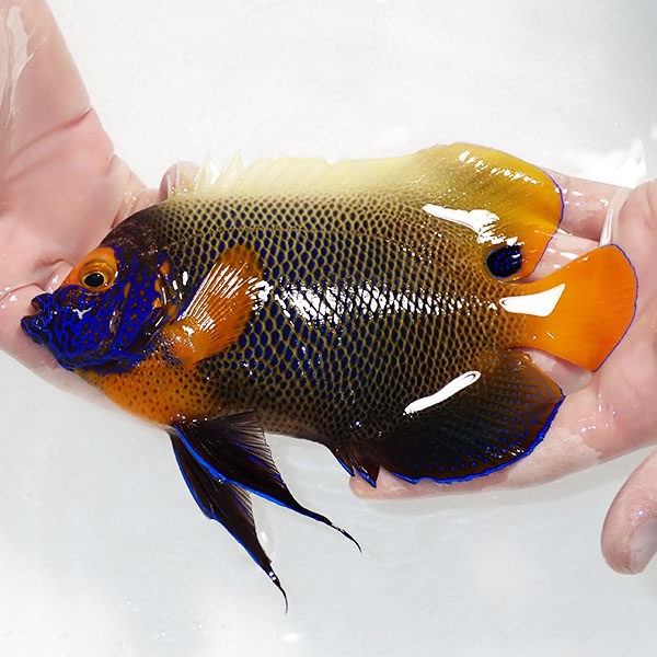 【現物6】粒エサOK スレ有り アデヤッコ 成魚 19cm±! 海水魚 ヤッコ(t111(t207