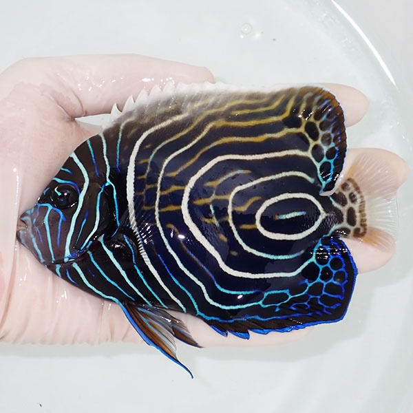 【現物3】ウズマキ（ウズキン） 14cm± ! 海水魚 ヤッコ 15時までのご注文で当日発送(t111