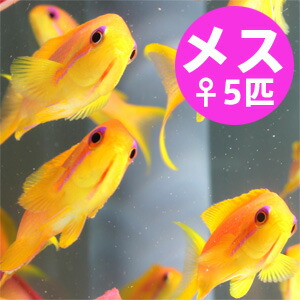 インドキンギョハナダイ メス ５匹セット 5-7cm± !海水魚 ハナダイ 餌付け15時までのご注文で当日発送(t118
