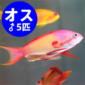 インドキンギョハナダイ オス 5匹セット 6-8cm± !餌付け15時までのご注文で当日発送(t118