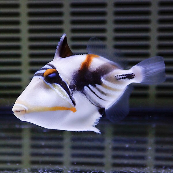 ムラサメモンガラ 4cm±!  ハギ 海水魚 !15時までのご注文で当日発送(t119