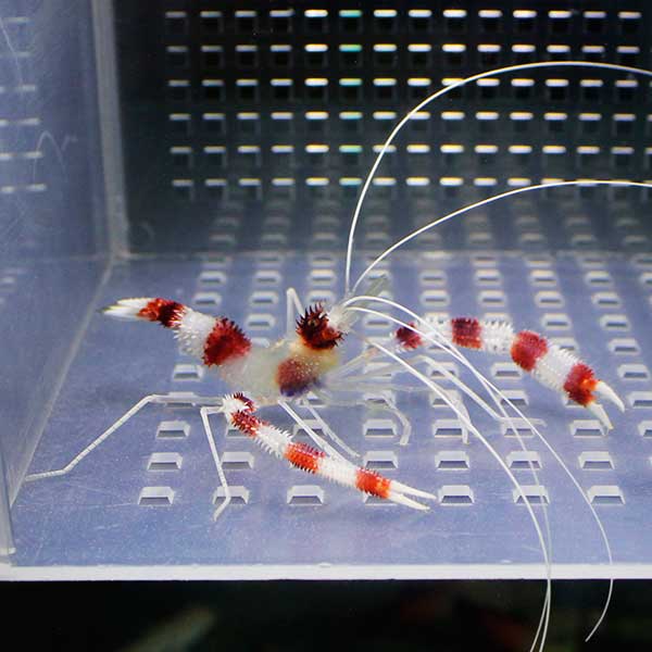 オトヒメエビ ! 【15時までのご注文で当日発送】海水魚 エビ(t129