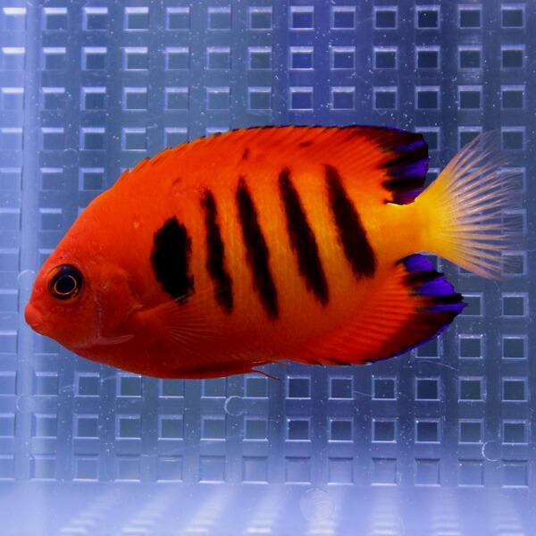 【マーシャル産】フレームエンゼル 5-7cm± ヤッコ 海水魚 !15時までのご注文で当日発送(t111