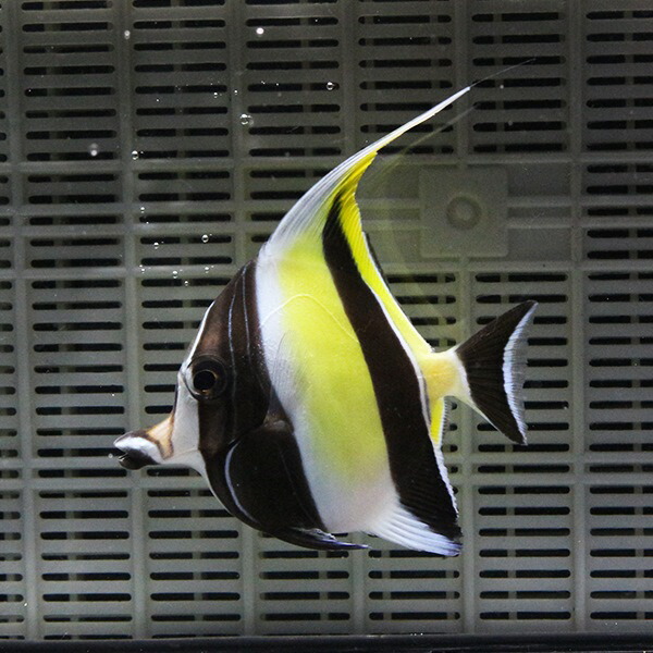 ツノダシ 10-12cm± 多少ヒレ欠けあり !海水魚 15時までのご注文で当日発送(t119